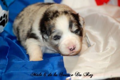 Les chiots de Berger Australien