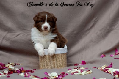 Les chiots de Berger Australien