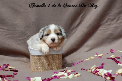 Les chiots de Berger Australien