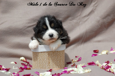 Les chiots de Berger Australien