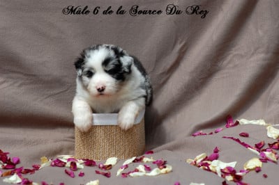 Les chiots de Berger Australien