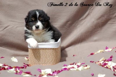 Les chiots de Berger Australien