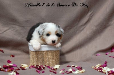 Les chiots de Berger Australien