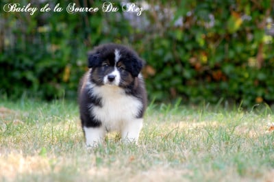 Les chiots de Berger Australien