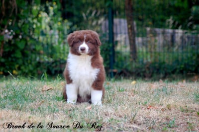 Les chiots de Berger Australien