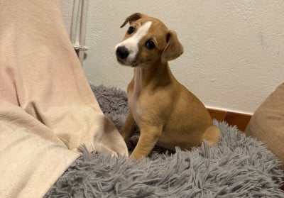 Les chiots de Whippet