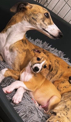 Les chiots de Whippet