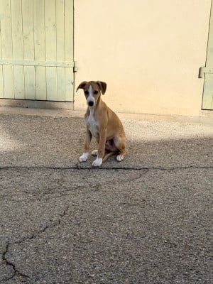 Les chiots de Whippet
