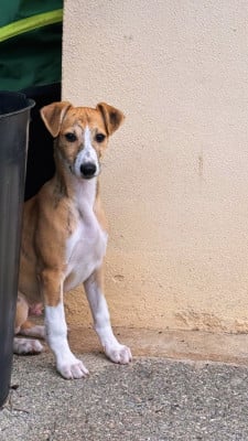 Les chiots de Whippet