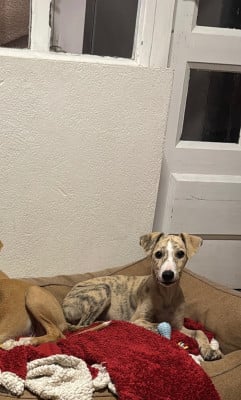 Les chiots de Whippet