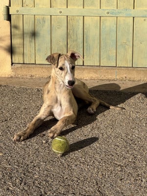 Les chiots de Whippet
