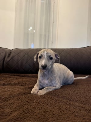 Les chiots de Whippet