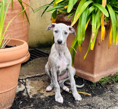 Les chiots de Whippet
