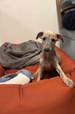 Les chiots de Whippet