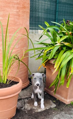 Les chiots de Whippet