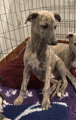 Les chiots de Whippet