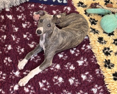 Les chiots de Whippet