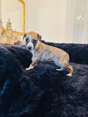 Les chiots de Whippet