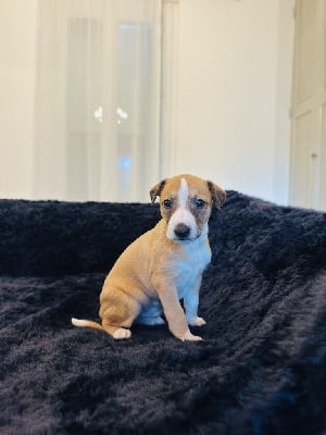 Les chiots de Whippet