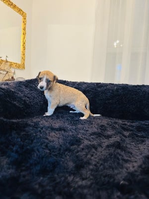 Les chiots de Whippet