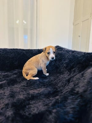 Les chiots de Whippet