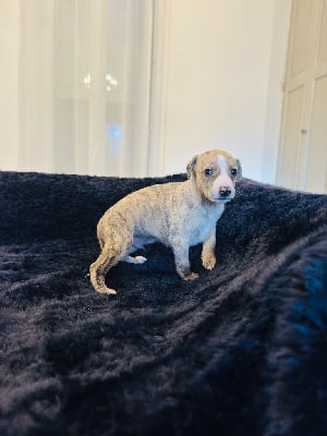 Les chiots de Whippet