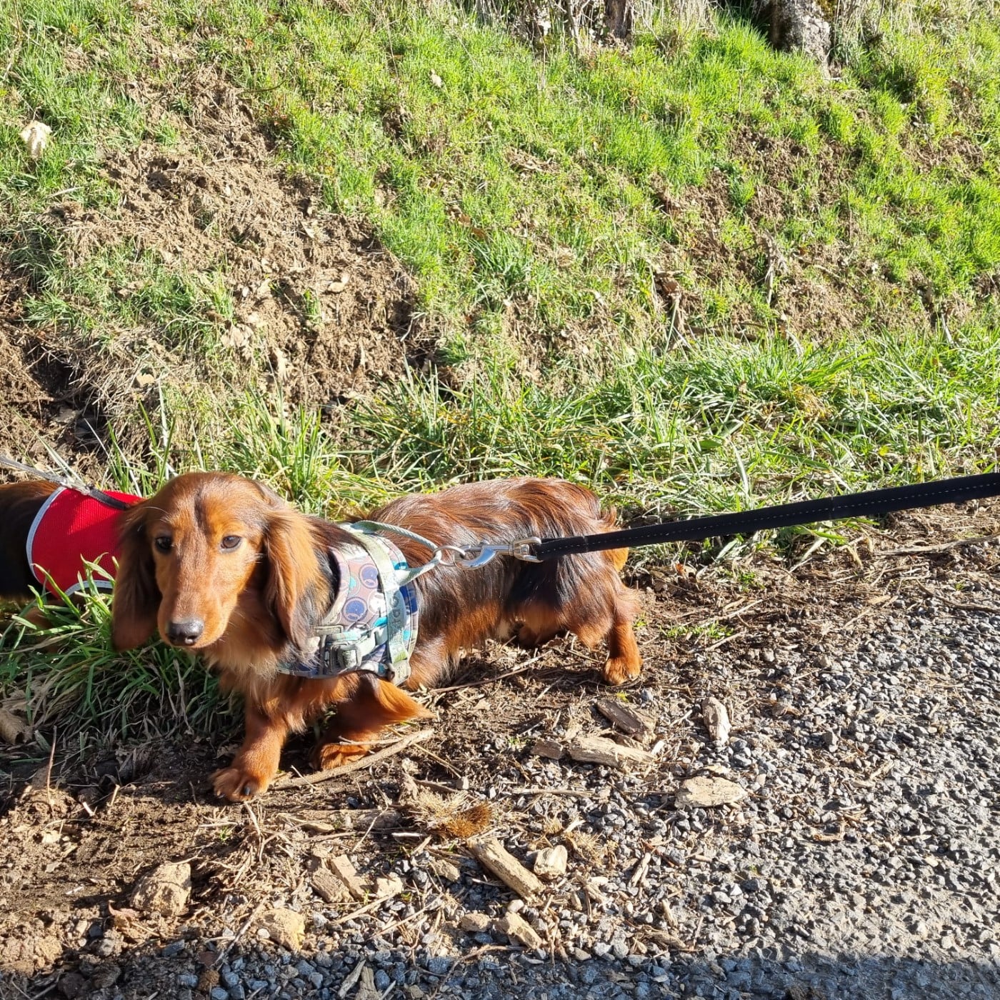 Publication : Du Souvenir De Tootsie