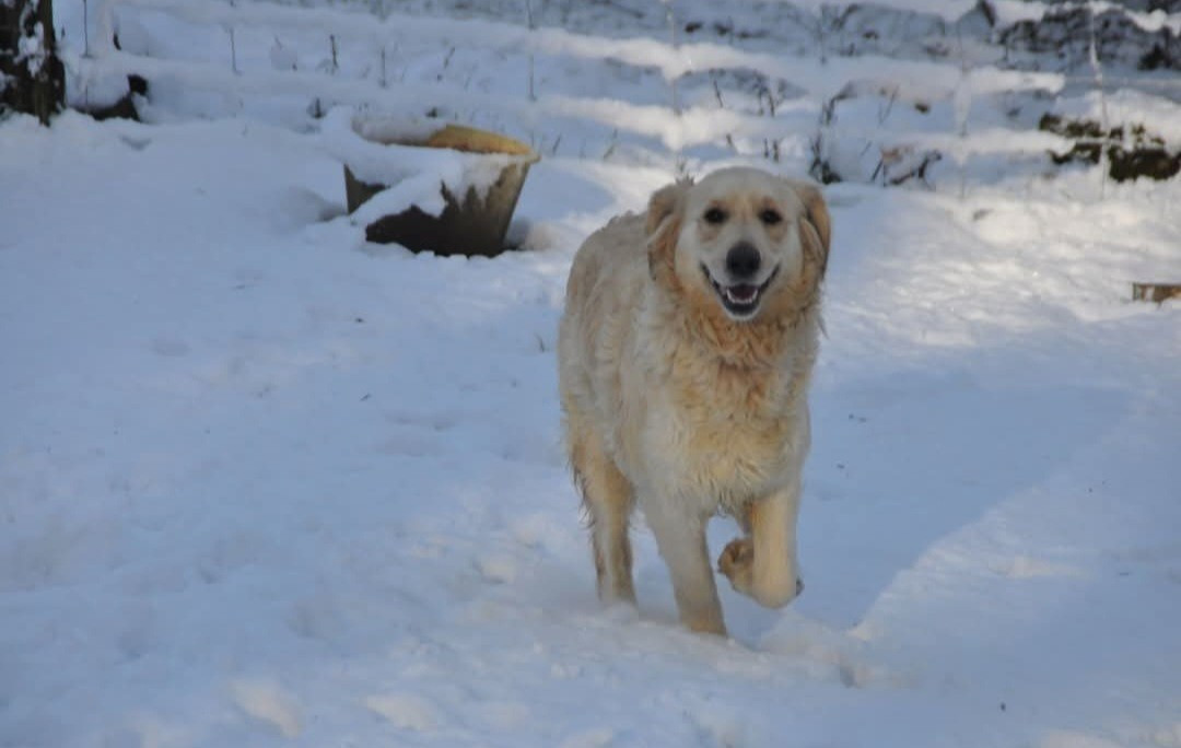 Tess Des Collines De Vaumagnaude