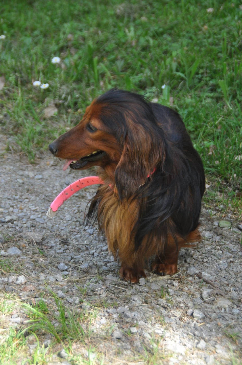 Publication : Du Souvenir De Tootsie
