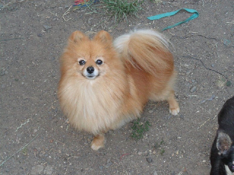 Publication : Du Souvenir De Tootsie Auteur : Sdt