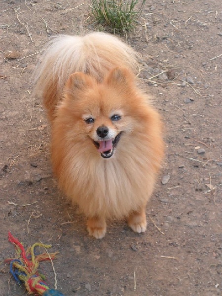 Publication : Du Souvenir De Tootsie Auteur : Sdt