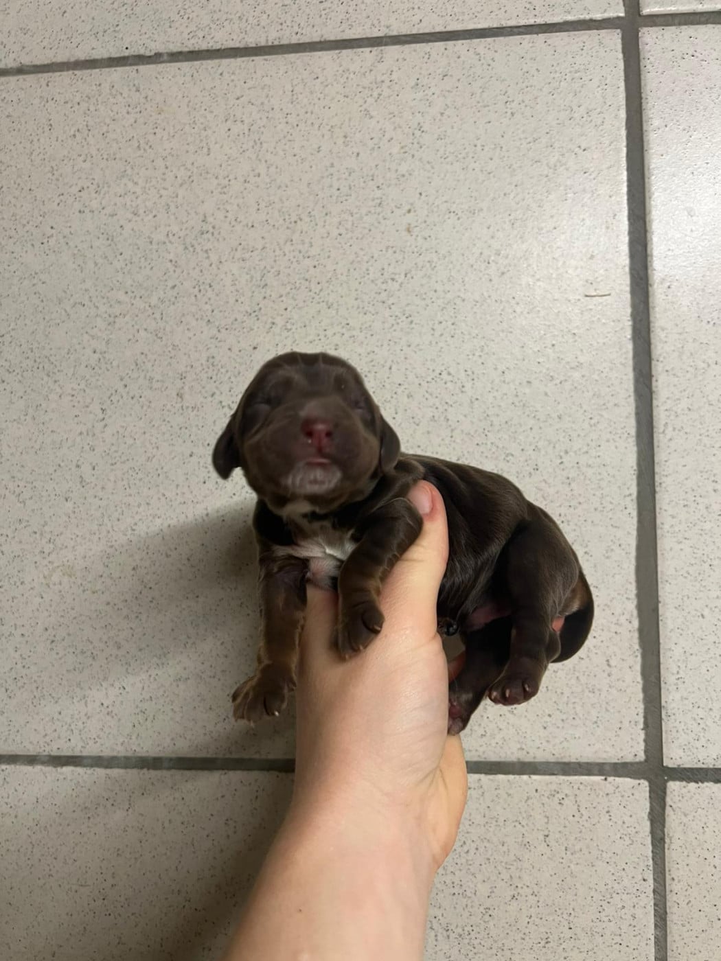 Chiot N°2 - Cocker Spaniel Anglais