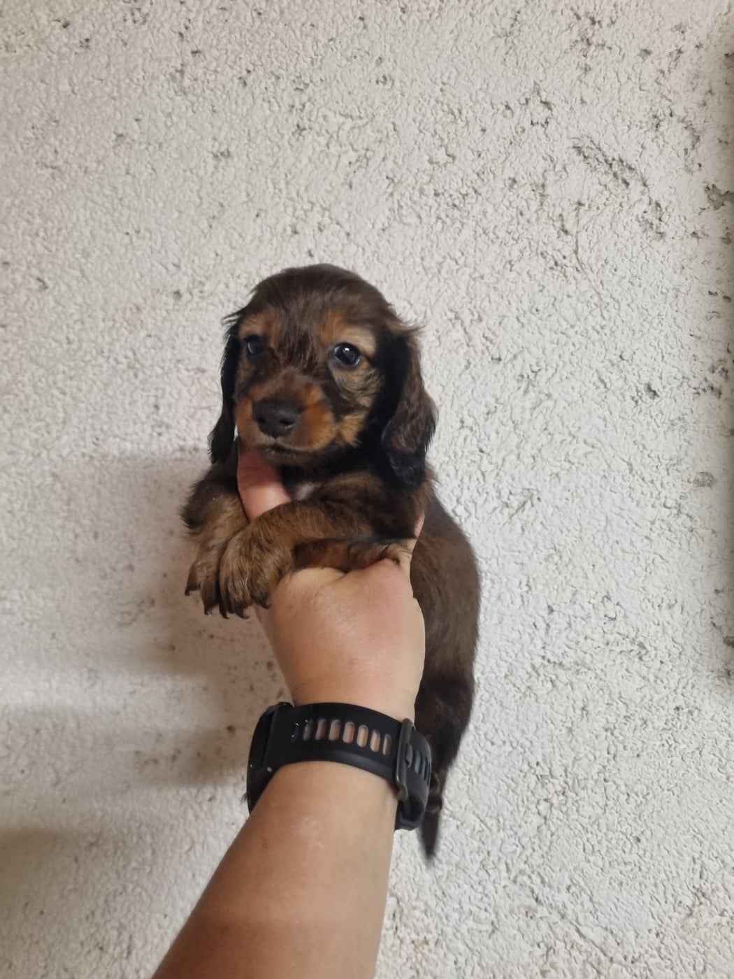 Chiot N°2 - Teckel poil long