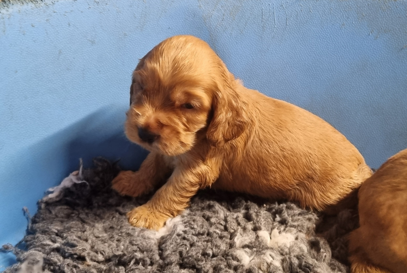 Chiot N°1 - Cocker Spaniel Anglais