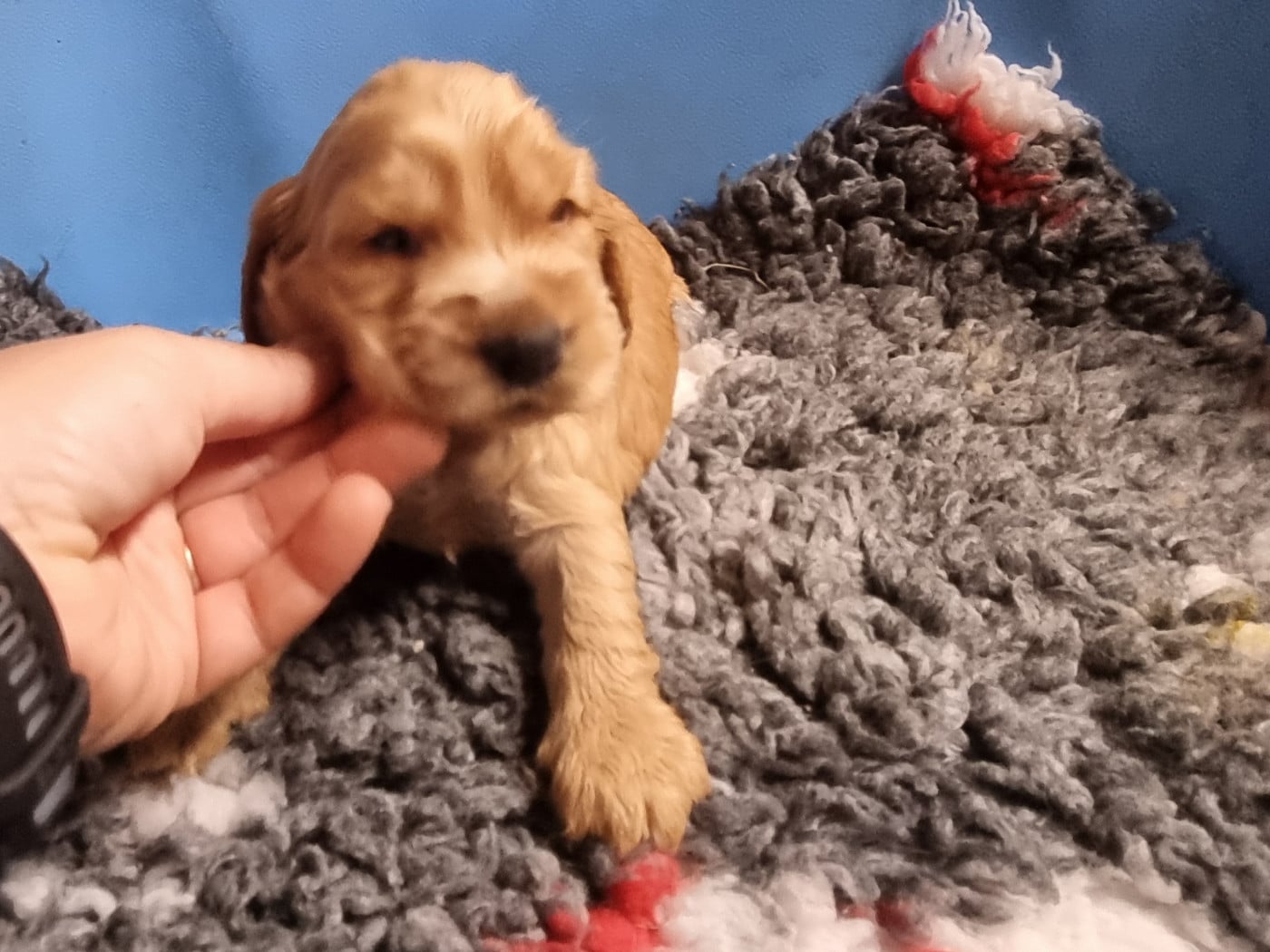 Chiot N°2 - Cocker Spaniel Anglais
