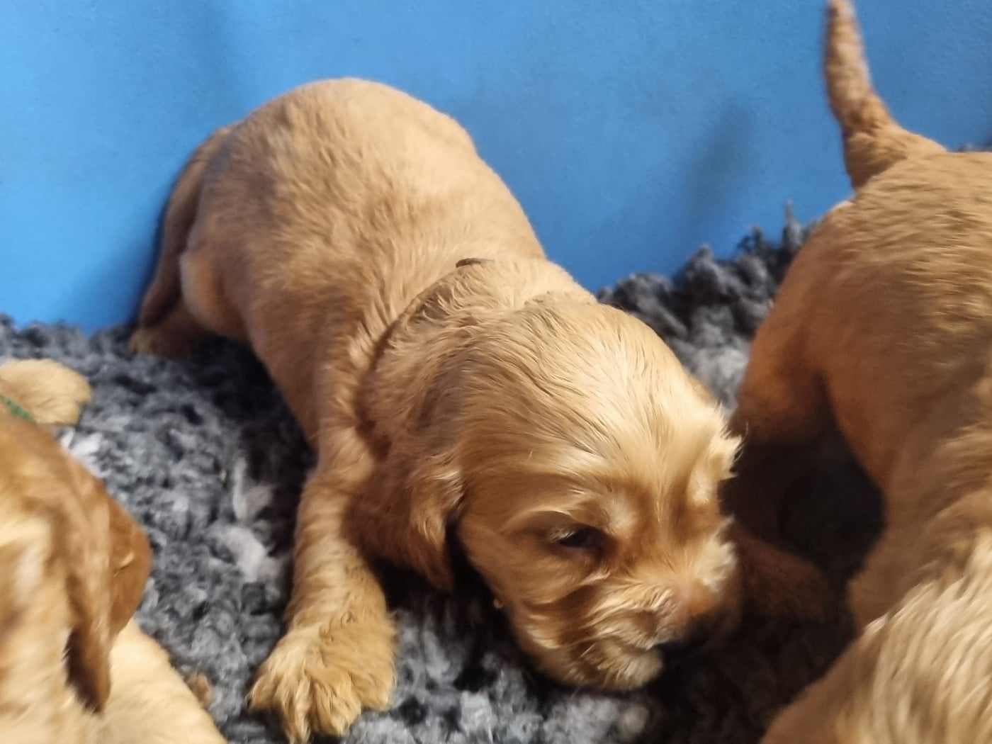 Chiot N°5 - Cocker Spaniel Anglais