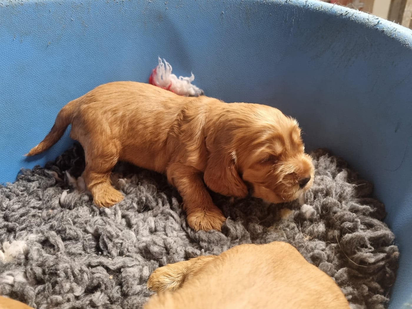 Chiot N°4 - Cocker Spaniel Anglais