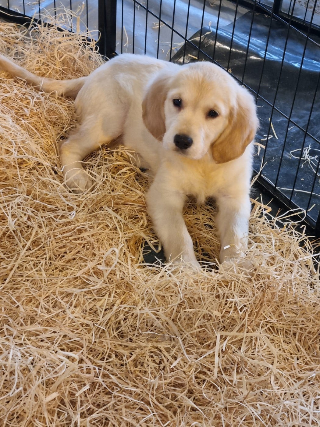 Chiot N°4