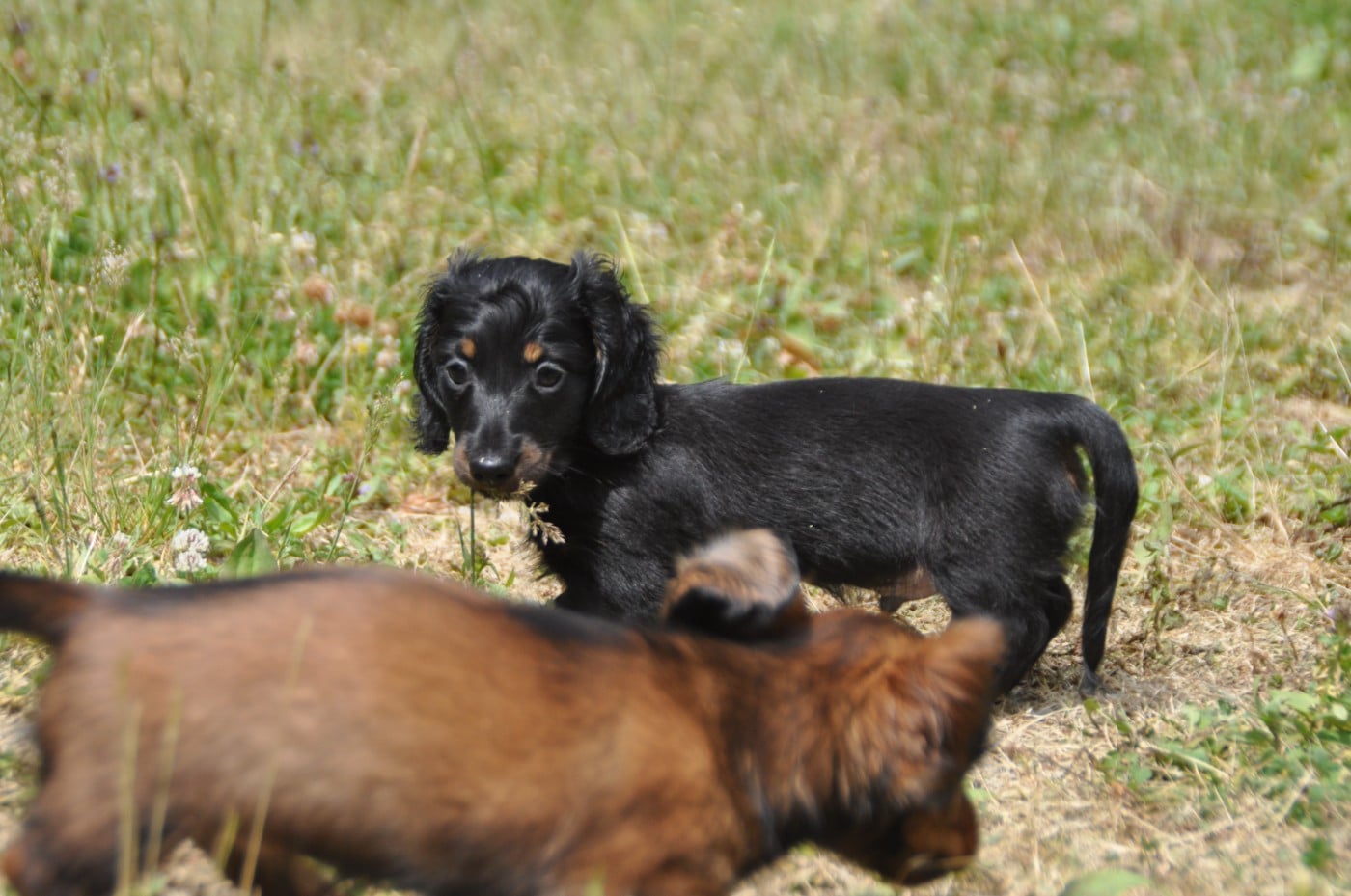 Chiot N°1