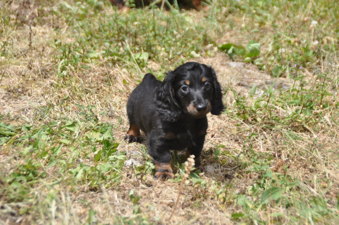 Chiot N°1