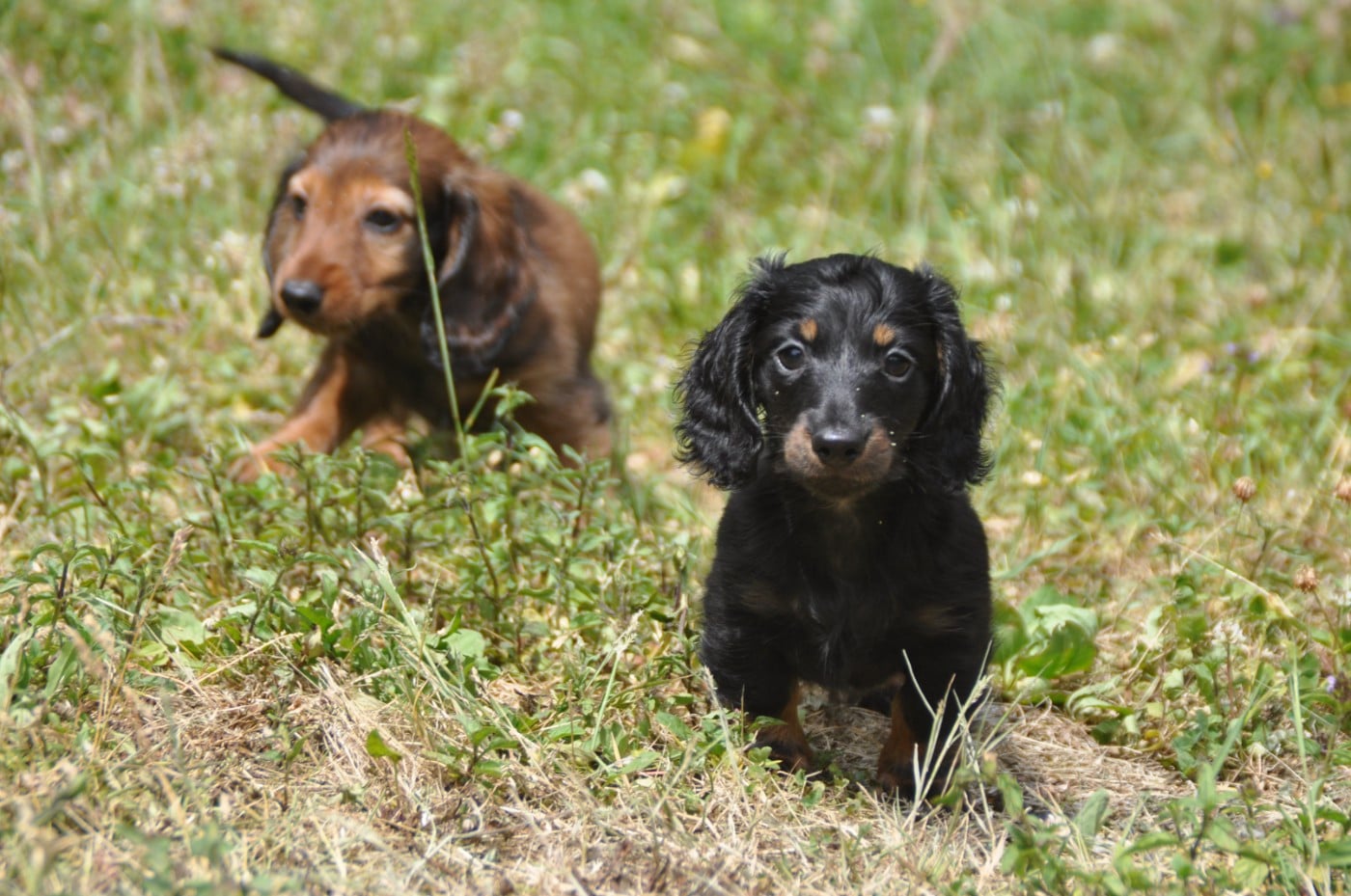 Chiot N°1