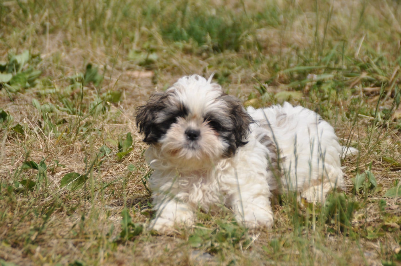 Chiot N°2