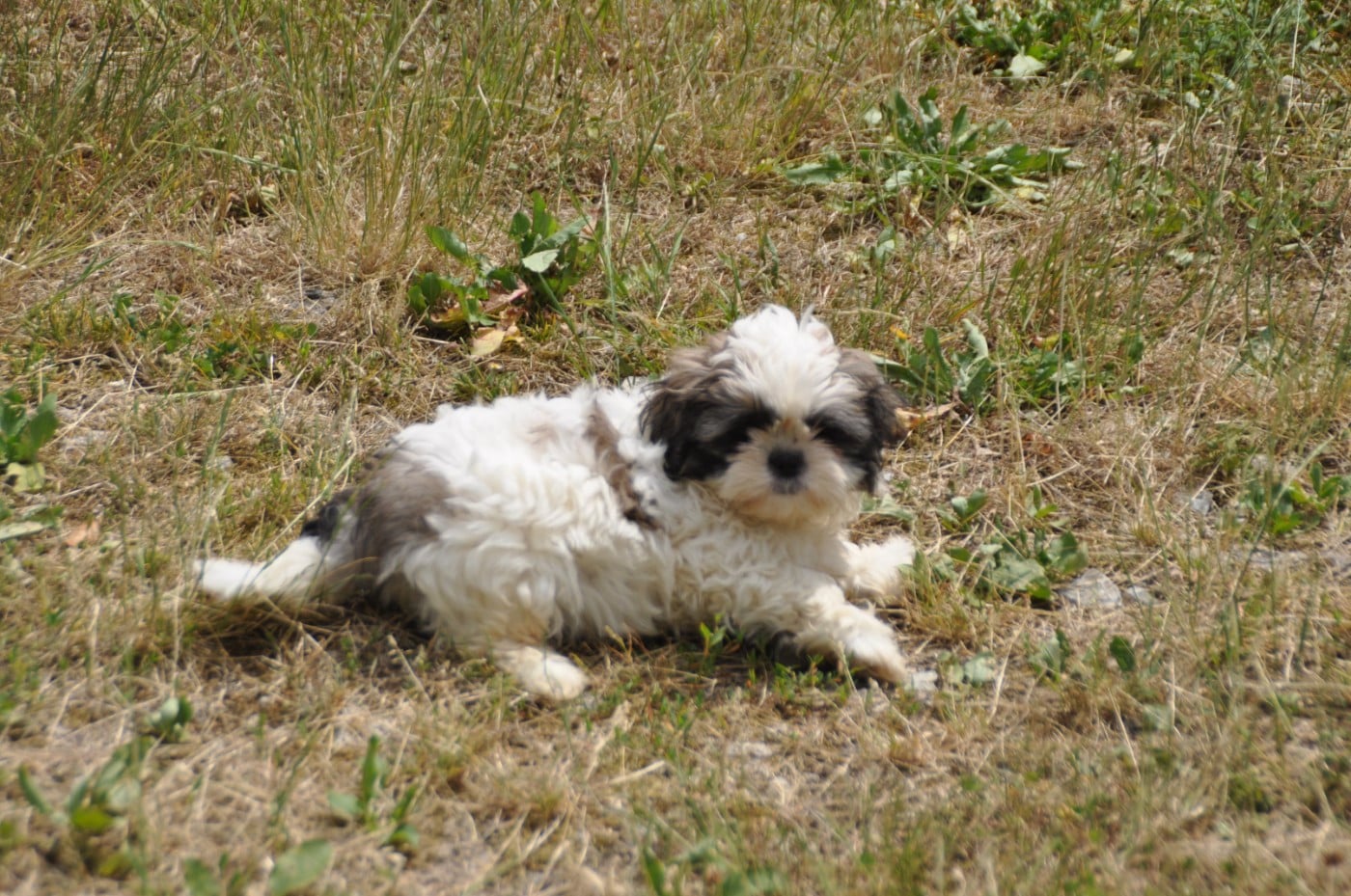 Chiot N°2