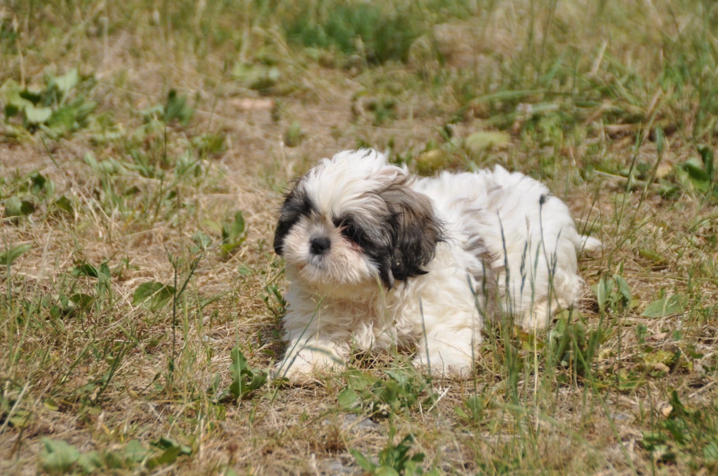 Chiot N°2