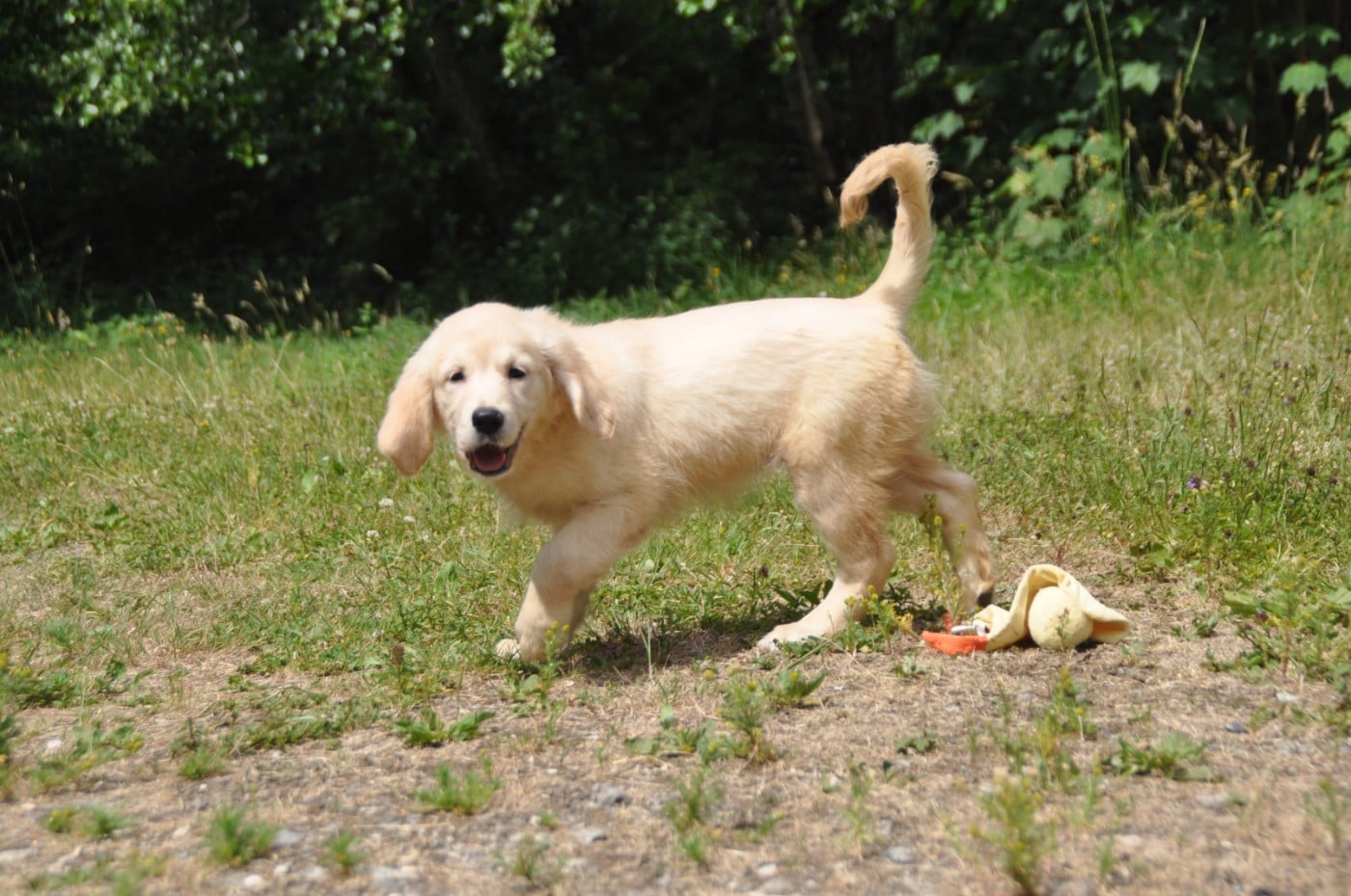 Chiot N°4