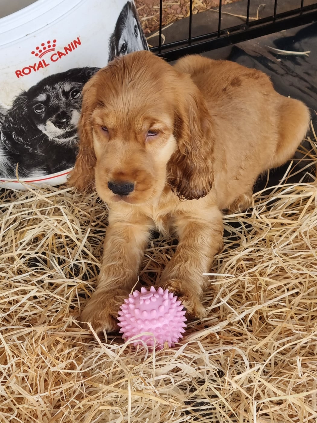 Cocker Spaniel Anglais - Du Souvenir De Tootsie