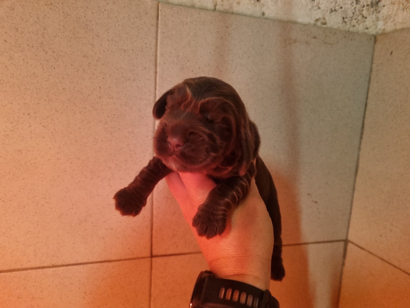 Chiot Cocker Spaniel Anglais