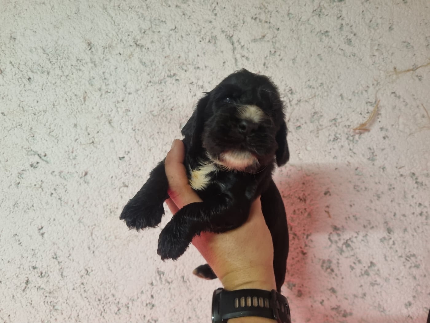 Chiot N°2 - Cocker Spaniel Anglais