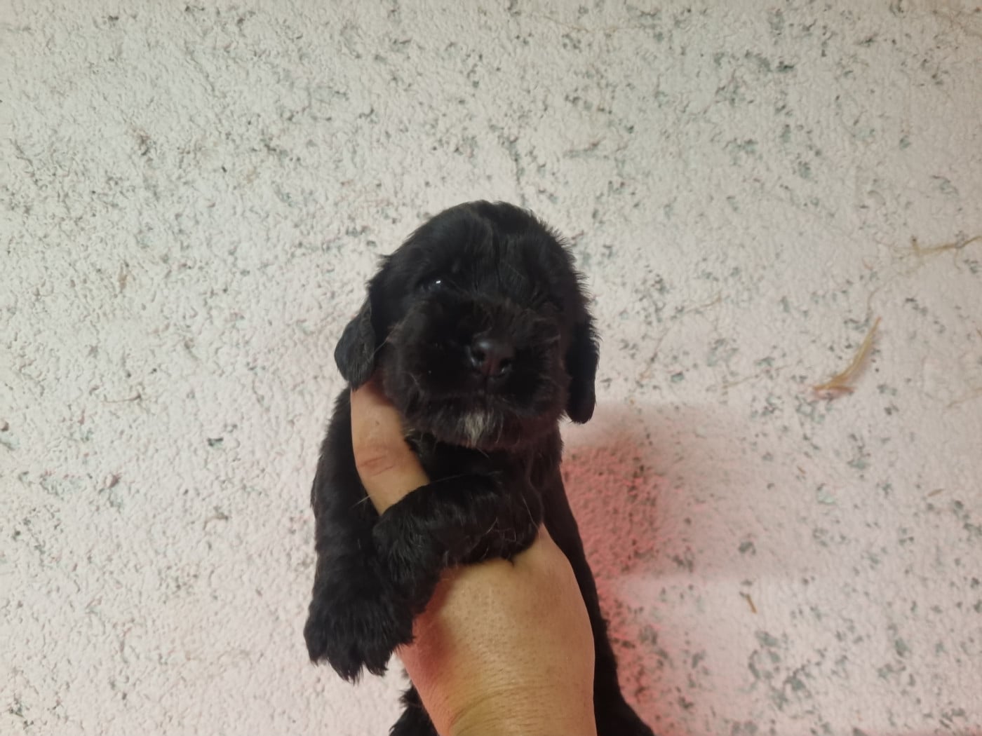 Chiot N°4 - Cocker Spaniel Anglais