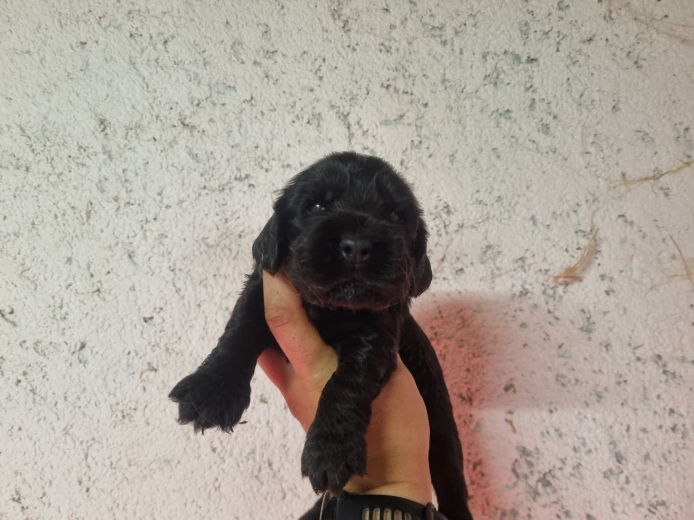 Chiot N°5 - Cocker Spaniel Anglais